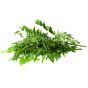 CURRY LEAVES INDIA 250GM APPROX WEIGHT