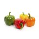 CAPSICUM COLOR HOLAND